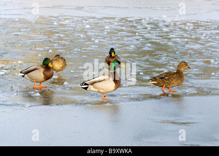 Le anatre di Mallard in piedi su uno stagno congelato, Inghilterra Foto Stock