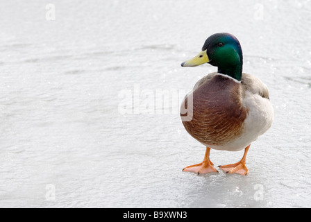 Mallard Duck in piedi su un laghetto congelato, Inghilterra Foto Stock