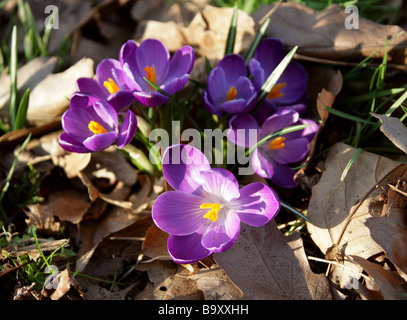 Viola di Crochi, crocus vernus, Crocoideae, Iridaceae Foto Stock