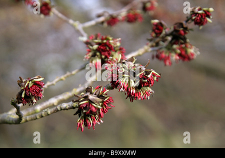 Fiori di un persiano Ironwood Tree, Parrotia persica, Hamamelidaceae, Iran e Caucaso Foto Stock