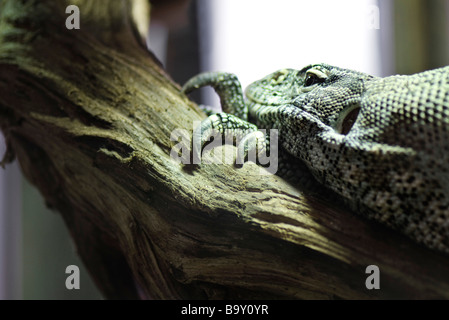 Monitor del Nilo (Varanus niloticus) in appoggio sul ramo Foto Stock