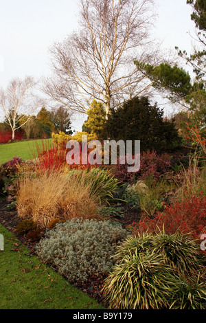 Un inverno di confine con la coloratissima CORNUS Sanguinello e altri arbusti. RHS HYDE HALL ESSEX REGNO UNITO Foto Stock