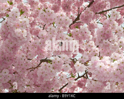 Bella la profusione di rosa pallido prunus blossom essendo impollinata da uno occupato bee. Foto Stock