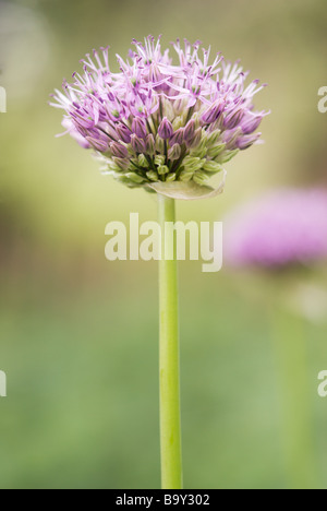 VIOLA DELL'ALLIUM Foto Stock