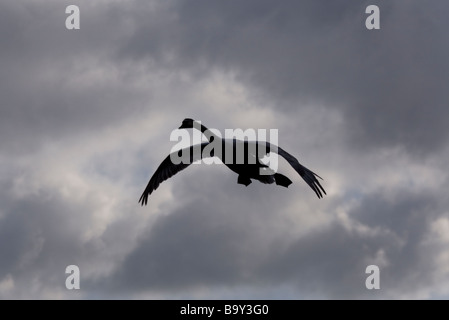 Cigno sillhouetted in volo regno unito Foto Stock