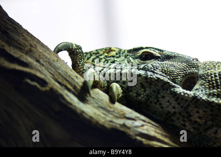 Monitor del Nilo (Varanus niloticus) Foto Stock