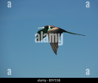 Frigate Bird in volo. Foto Stock