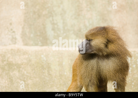 La Guinea babbuino (Papio Papio) Foto Stock