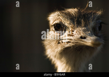 Maggiore Rhea (Rhea americana) Foto Stock