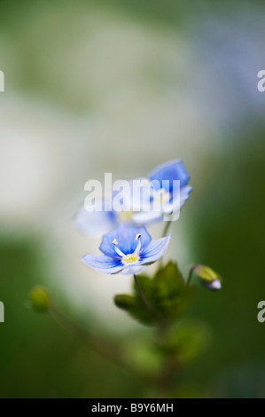 Veronica chamaedrys. Germander Speedwell fiore vicino. Messa a fuoco selettiva Foto Stock