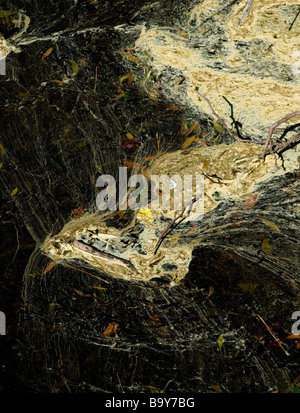 Il polline galleggiante sull'acqua Foto Stock