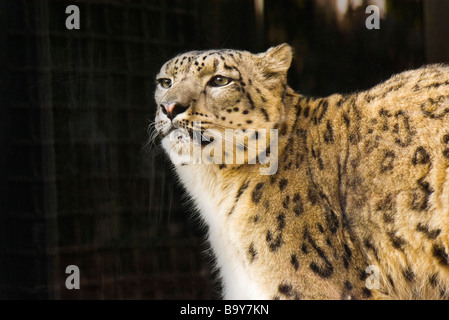 Leopard (Panthera pardus) Foto Stock