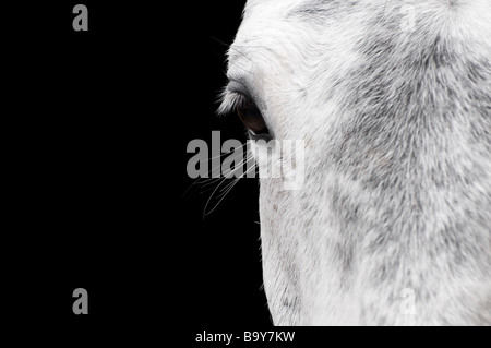 In prossimità della testa di cavallo Foto Stock