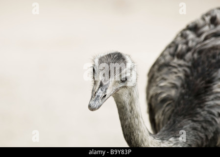 Maggiore Rhea (Rhea americana) Foto Stock