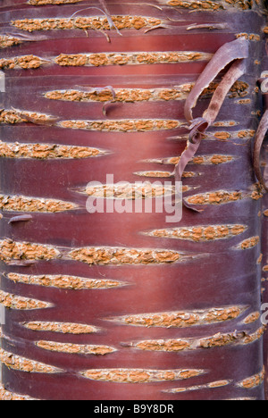 PRUNUS SERRULA ornamentali ciliegia di rame di corteccia di albero Foto Stock