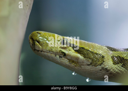 Birmano (Python Python molurus bivittatus) Foto Stock