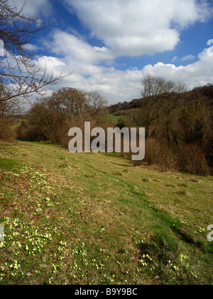 Wild Primrose Primula Vulgaris cresce su banca Downe. Kent, Inghilterra, Regno Unito. Foto Stock