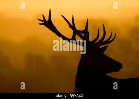 Red Deer stag silloutte @ alba quantocks Foto Stock