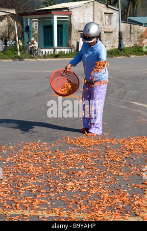 Essendo adibiti alla pesca di gamberetti essiccati in un parcheggio vicino al porto della città di Da Nang Vietnam Foto Stock