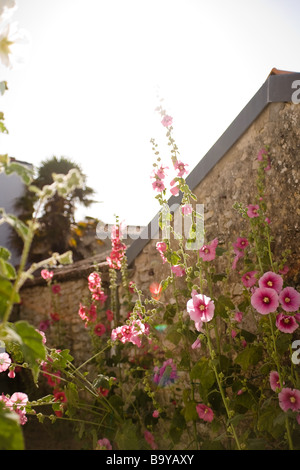 Un brillante gruppo di hollyhocks prendere il sole di sera in un giardino stretto contro una parete di roccia Foto Stock