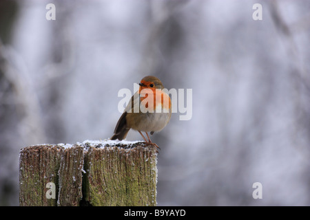 Un curioso Robin posatoi su un palo da recinzione in inverno Foto Stock