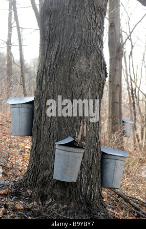 Bucket di sap di raccolta per lo sciroppo d'acero in Vermont molla. Foto Stock