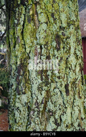 Foliose lichen crescente sul lato nord di un pino Foto Stock