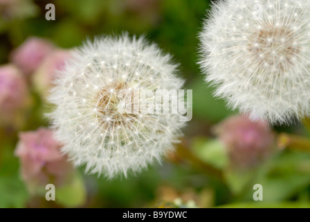 Denti di Leone Foto Stock