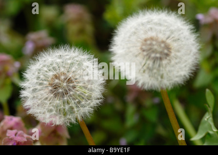 Coppia di denti di leoni Foto Stock