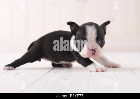 Boston Terrier sdraiato Foto Stock