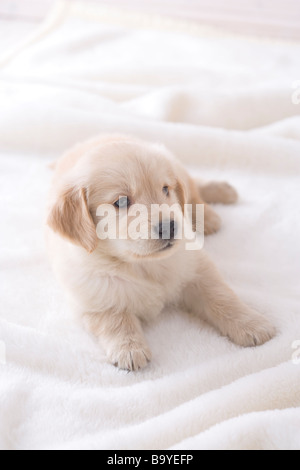 Il golden retriever su una coperta Foto Stock