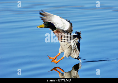 Mallard Duck maschio di sbarco in acqua Foto Stock