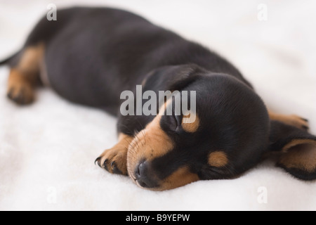 Miniatura bassotto dormire su una coperta Foto Stock
