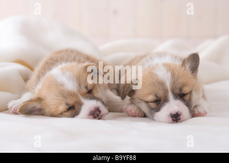 Due pembroke welsh corgi dormire su una coperta Foto Stock