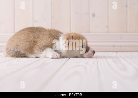 Pembroke welsh corgi sdraiato Foto Stock