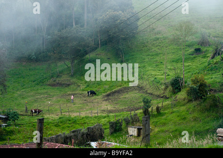 Locale uomo colombiano allevamento nella campagna colombiano, nelle Ande, circa un'ora al di fuori di Bogotà Foto Stock