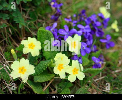 Wild Primrose, Primula Vulgaris e dolce fiori viola. Downe Banca, Kent, Inghilterra, Regno Unito. Foto Stock