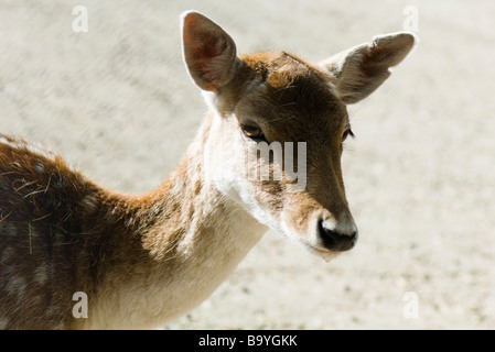 Doe (Dama di dama) Foto Stock