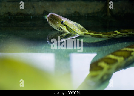 Birmano (Python Python molurus bivittatus) Foto Stock