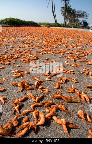 Essendo adibiti alla pesca di gamberetti essiccati in un parcheggio vicino al porto della città di Da Nang Vietnam Foto Stock