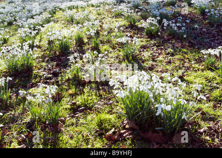 GALANTHUS S ARNOTT A COLESBOURNE PARK, GLOUCESTERSHIRE, INGHILTERRA Foto Stock