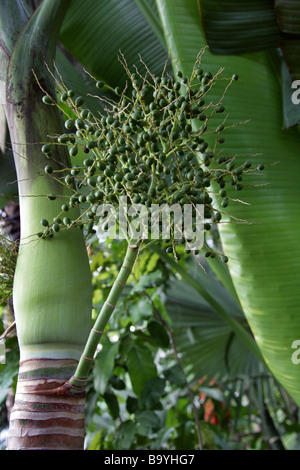 Frutti della bottiglia Palm, Hyophorbe lagenicaulis, Arecaceae Foto Stock