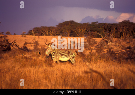 Grevy zebra lewa downs kenya Foto Stock