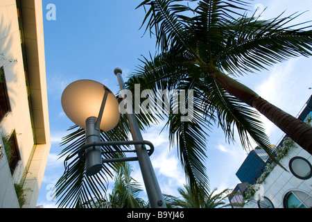 Guardando verso l'alto le palme e le luci di strada su Rodeo Drive a Beverly Hills Foto Stock