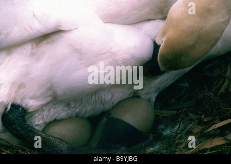 Cigno (Cygnus olor) seduta sulle uova nel nido a terra Foto Stock