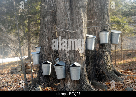 Bucket di sap di raccolta per lo sciroppo d'acero in Vermont molla. Foto Stock