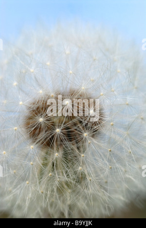 Dente di Leone Foto Stock