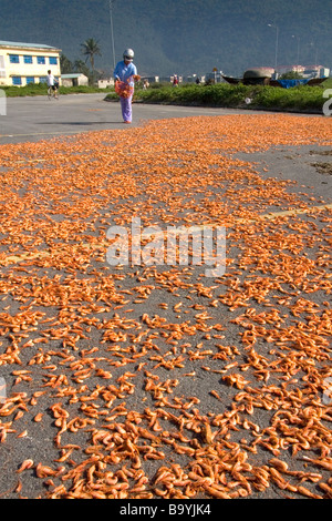 Essendo adibiti alla pesca di gamberetti essiccati in un parcheggio vicino al porto della città di Da Nang Vietnam Foto Stock