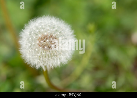 Dente di Leone Foto Stock