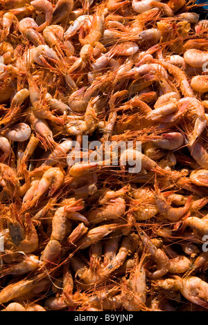 Essendo adibiti alla pesca di gamberetti essiccati in un parcheggio vicino al porto della città di Da Nang Vietnam Foto Stock